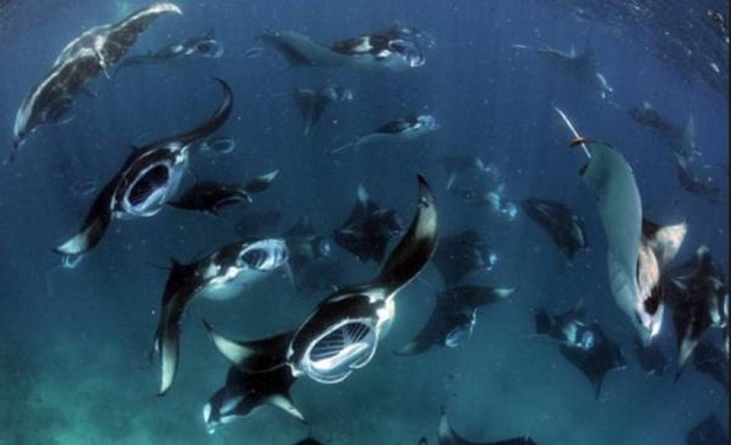 Hanifaru Stay Kendhoo ภายนอก รูปภาพ